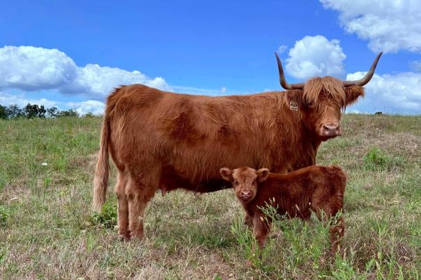TC Highlands Cow