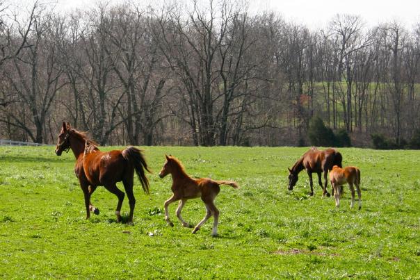 Kentucky horses in a beautiful Shelby County field
