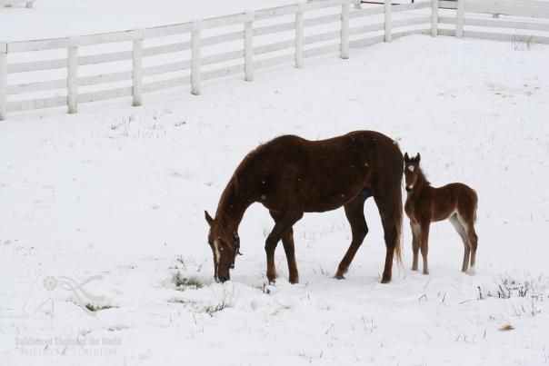 Horses in Snow
