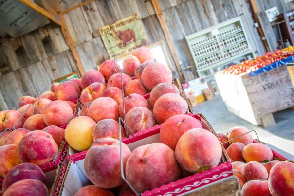 Peaches at Mulberry Orchard