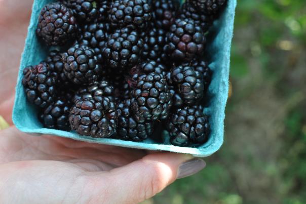 local blackberry picking