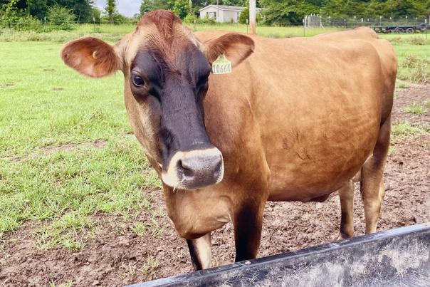 cow