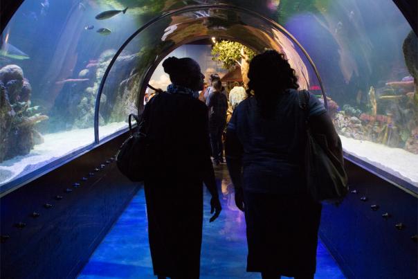 Shreveport Aquarium photo