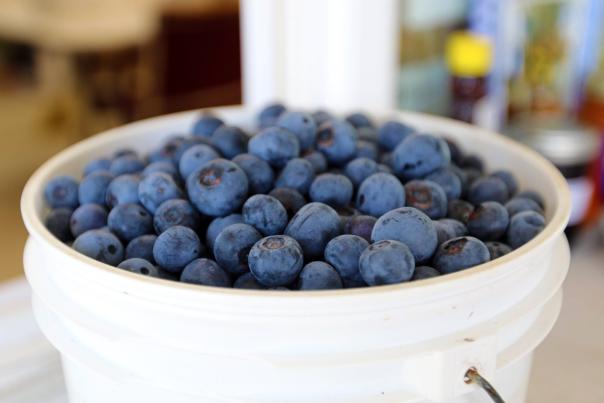 A photo of Blueberry Hill in Haughton