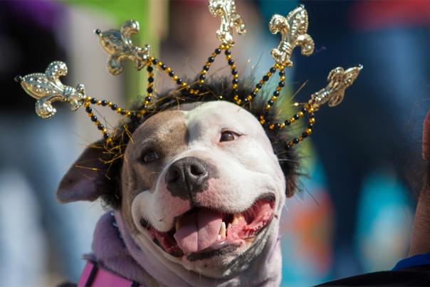 A photo of the Krewe of Barkus and Meoux Pet Parade