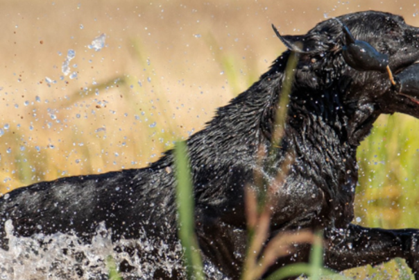 header size - super retriever series crown championship