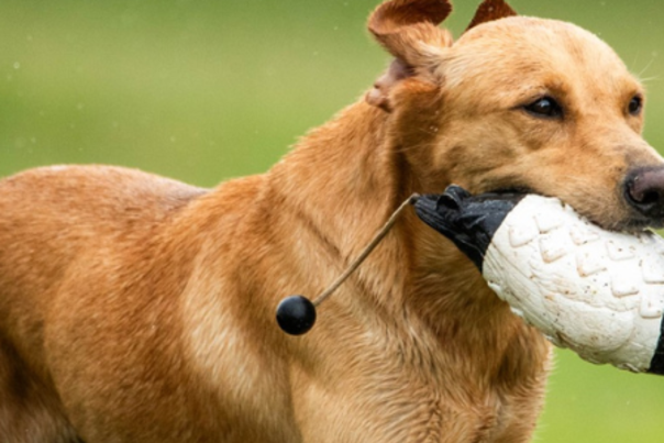 blog size - retriever trials - super retriever series crown champoionship