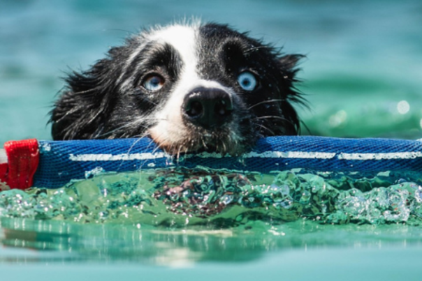 blog size - dock divig - srs crown championship