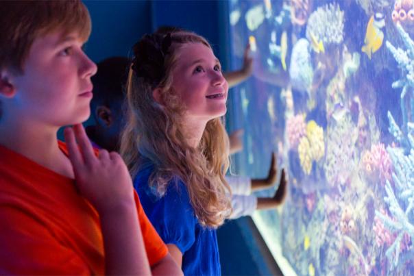 A young boy and girl watch fish in an aquarium tunnel at Shreveport Aquarium