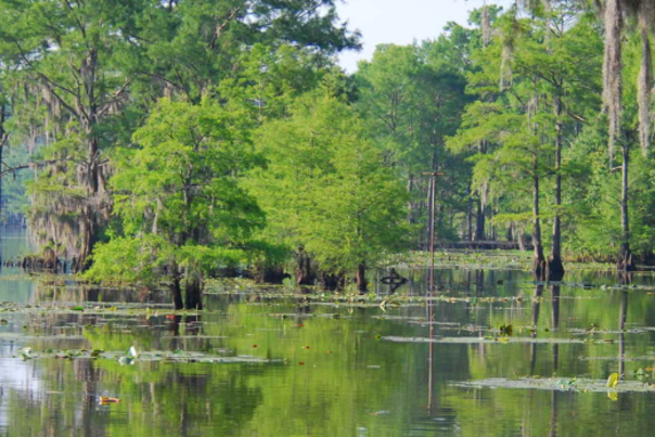 allen guide service caddo lake tour