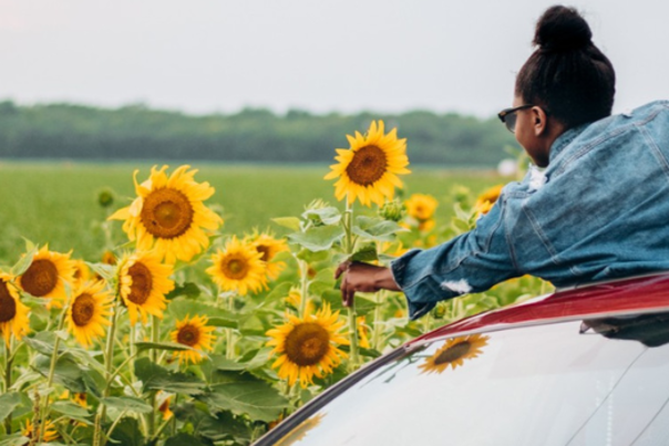 sunflower festival 940 x 348