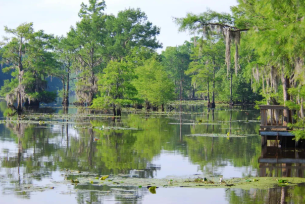 Caddo Lake