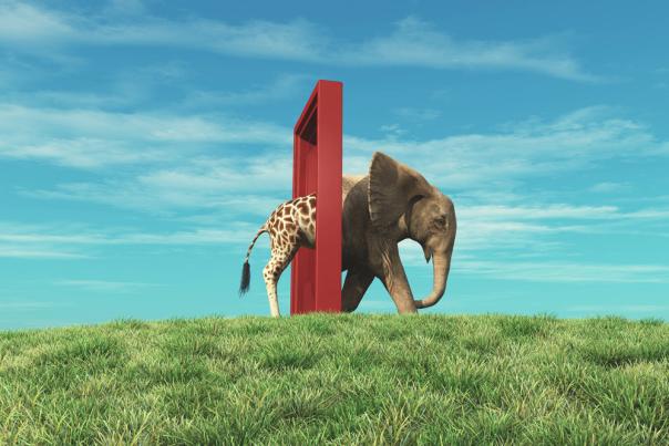 Elephant walking through an obstacle