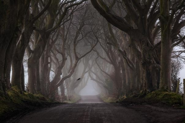 A view of a bird flying across a road in the Dark Hedges in Ireland