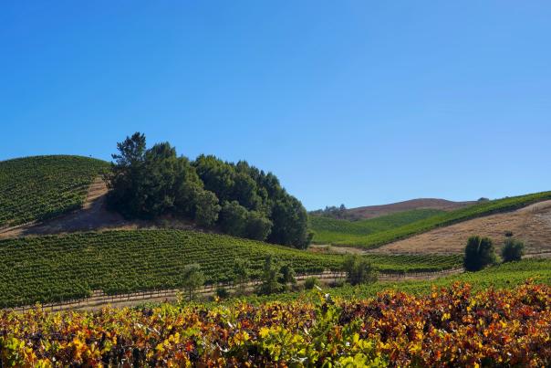 Grapevines line the hills in Sonoma County, California.