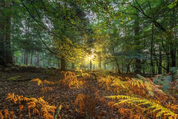 Sunlight streaming through dense green forest trees, illuminating golden ferns on the forest floor.