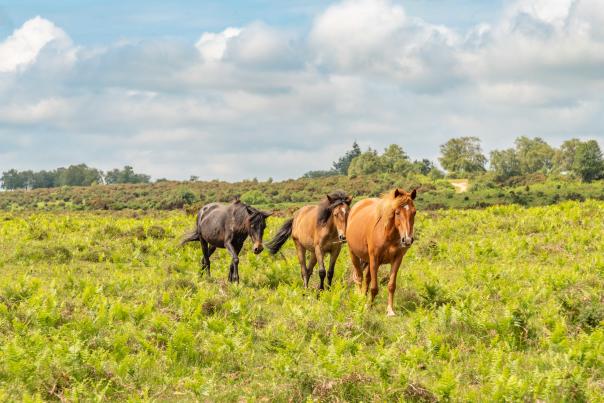 Three New Forest ponies in fern
