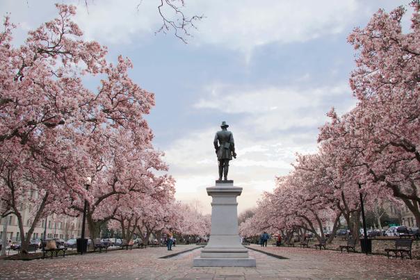 Blooming cherry blossoms line pathways along a memorial in Washington, D.C.