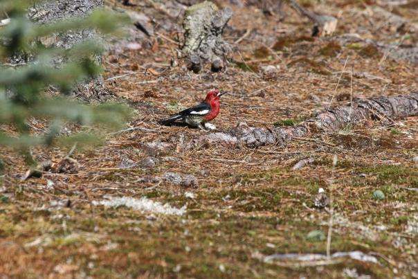 Red Breasted Sap Sucker