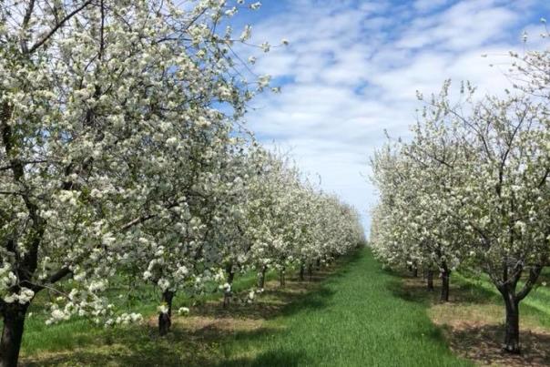 Welcome spring with wine tasting, cherry blossoms, concerts and more!