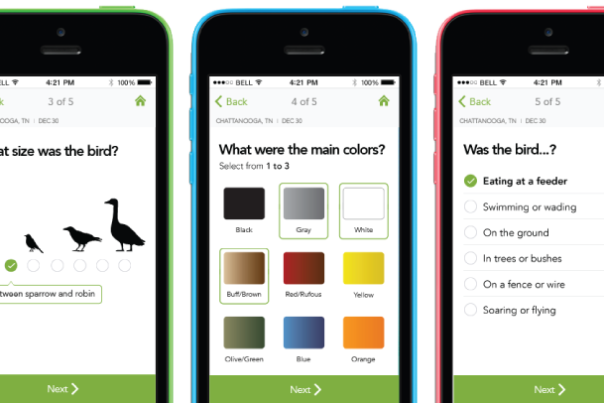 Top Three For Free: Birding Apps For Beginners