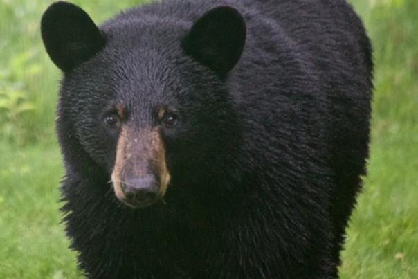Five Things You Probably Didn&apos;t Know About Black Bears