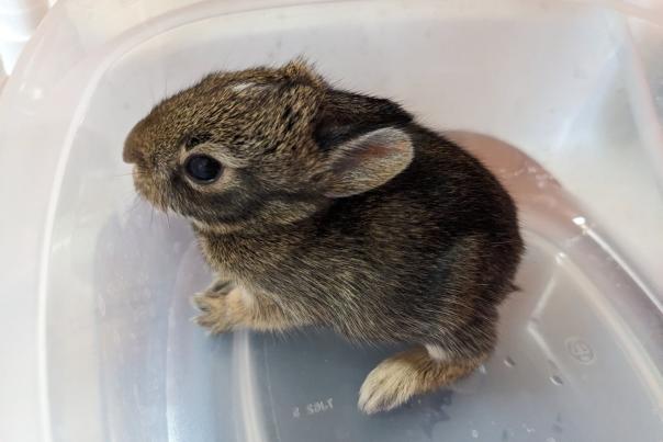 Rehab Bunny