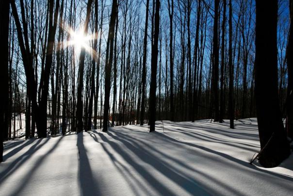 Five Wild Winter Toys