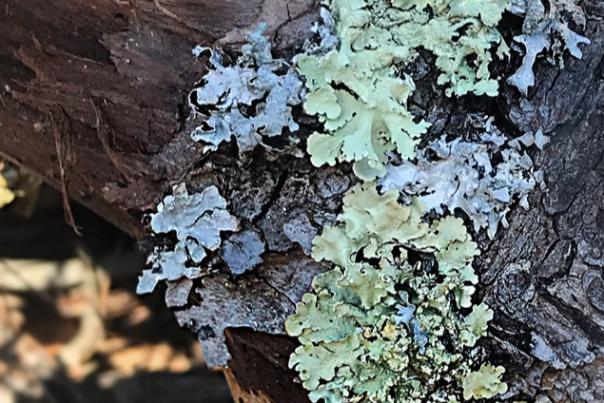 Lichens - a Fungi & Algae