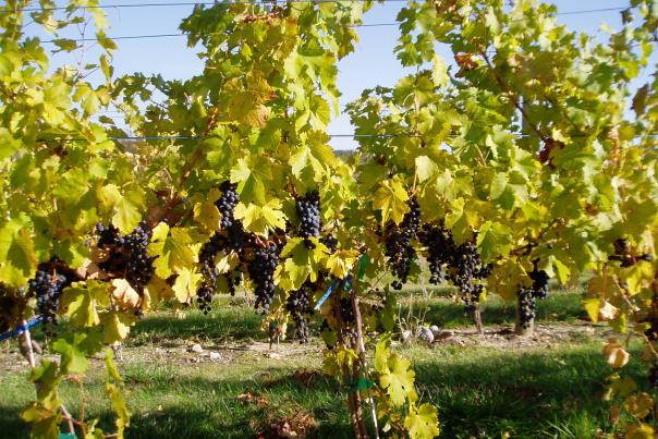 Most Leelanau Winemakers Fared &#x201C;Well&#x201D; Through Early August Storm