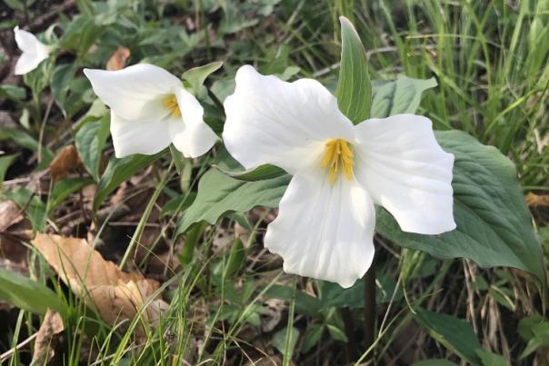 10 Spring Wildflowers You Should Know