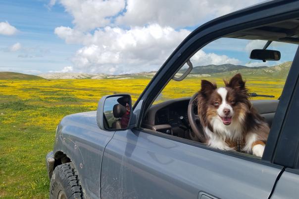 Carrizo Plains Super Bloom