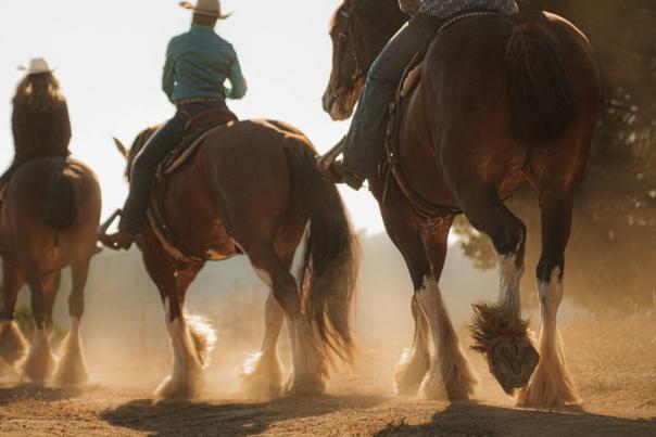 Close up of three clydesdale horses walking in a line away from camera with riders