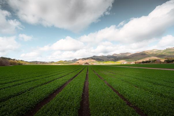Field full of rows of green crops with mountains and clouds in background