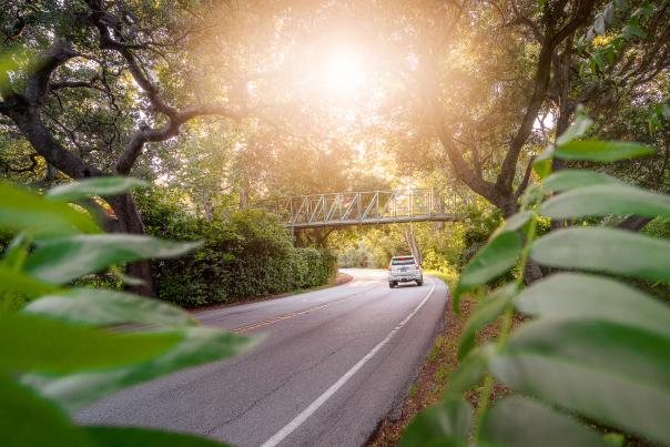 Car driving under bridge on two lane road in forest
