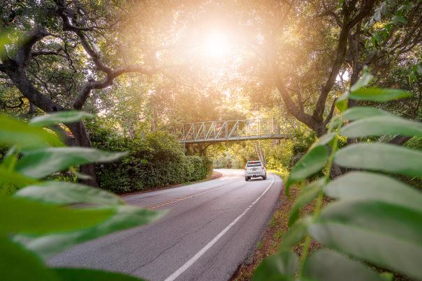Car driving under bridge on two lane road in forest