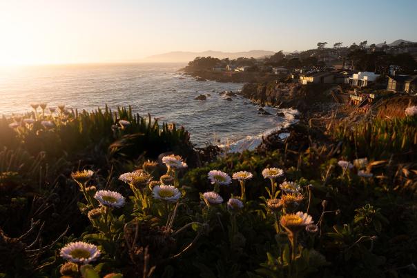 Cambria Shore Overlook