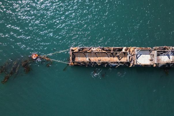 Overhead view of ocean pier with seals lounging