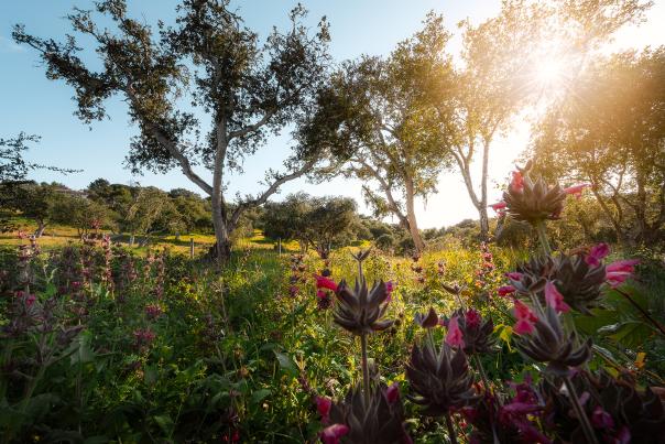 Field of trees and flowers with sun peaking through