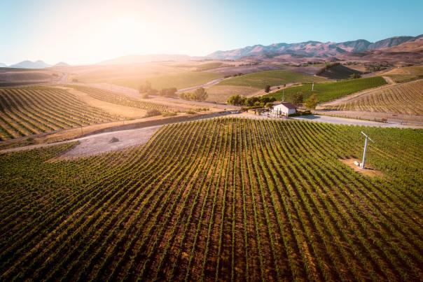 Edna Valley Vineyard Panoramic View. Sun shining in background and vibrant colors.