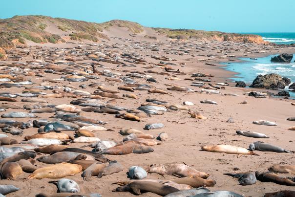 San Simeon beach covered in hundreds of Elephant Seals