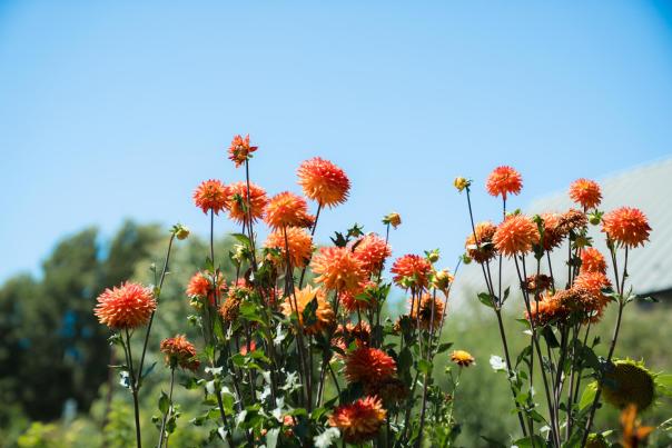 close up of wildflowers
