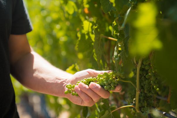 Person holding green grapes that are still on the vine