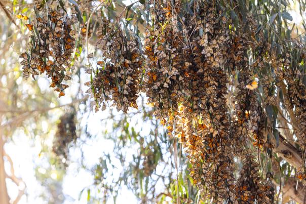 Monarch Butterfly Grove