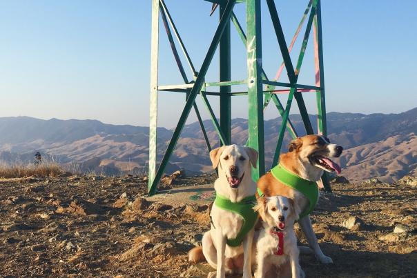Dogs on the summit of a mountain in SLO CAL