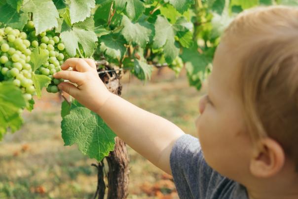 Child picking white grapes