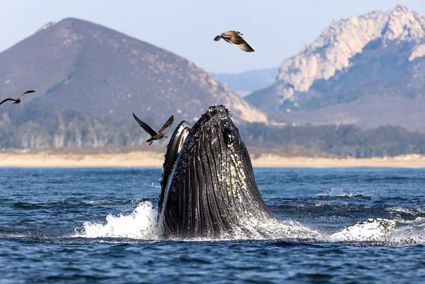 Whale breaching with mountains in background and birds flying