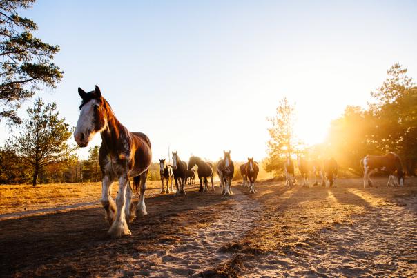 Horses Walking Down A Path At Sunset