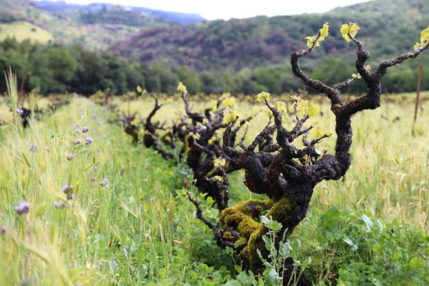 BedrockWineCo_SonomaValley