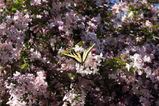 Butterfly at Quarryhill Botanical Garden in Glen Ellen
